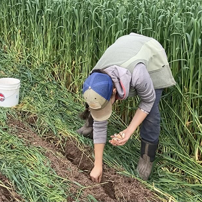 The economics of no-till garlic: A Beech Grove Farm case study